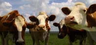 Anglais à la Ferme